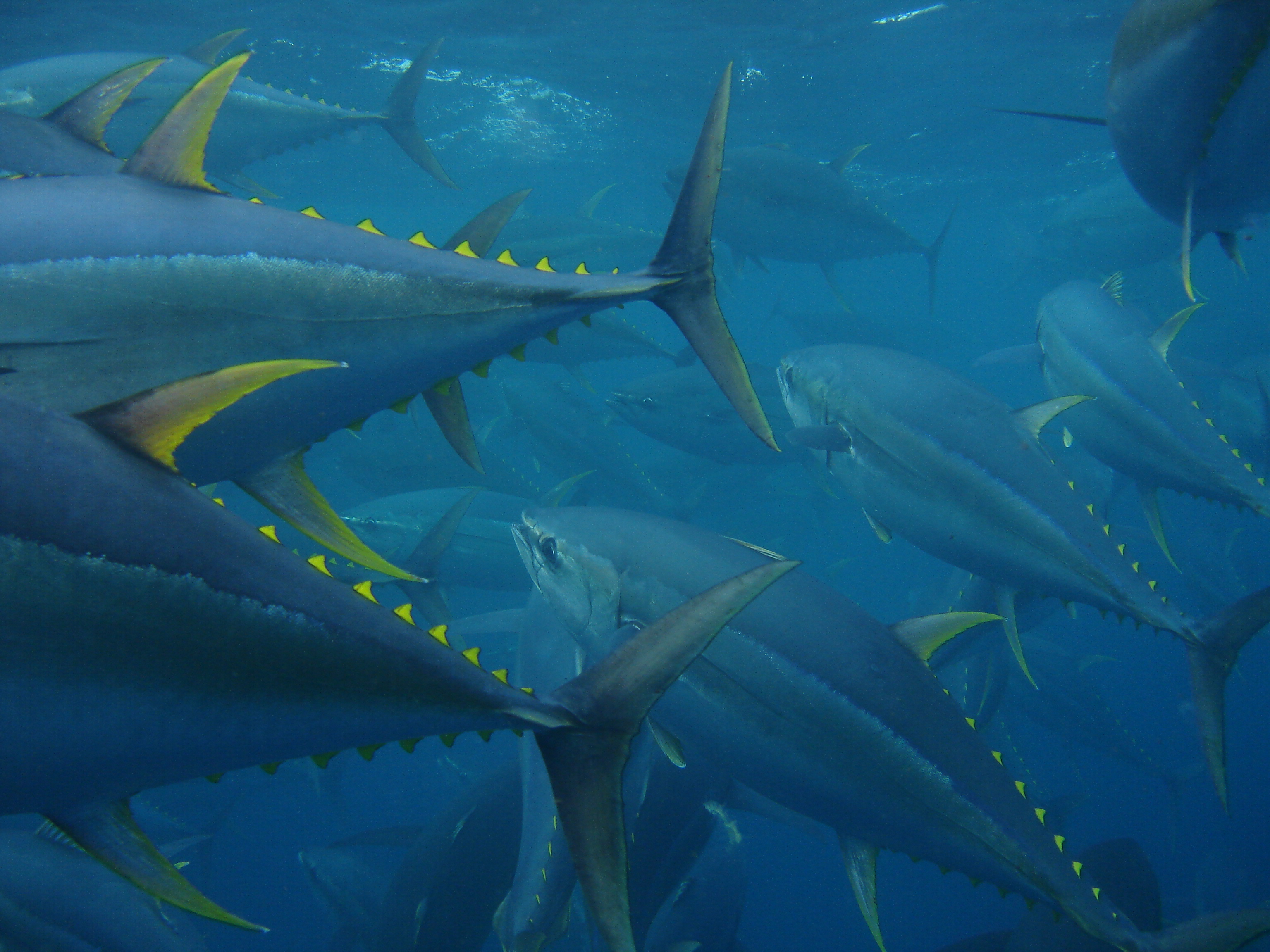 Cromatophoro Cromatophoro