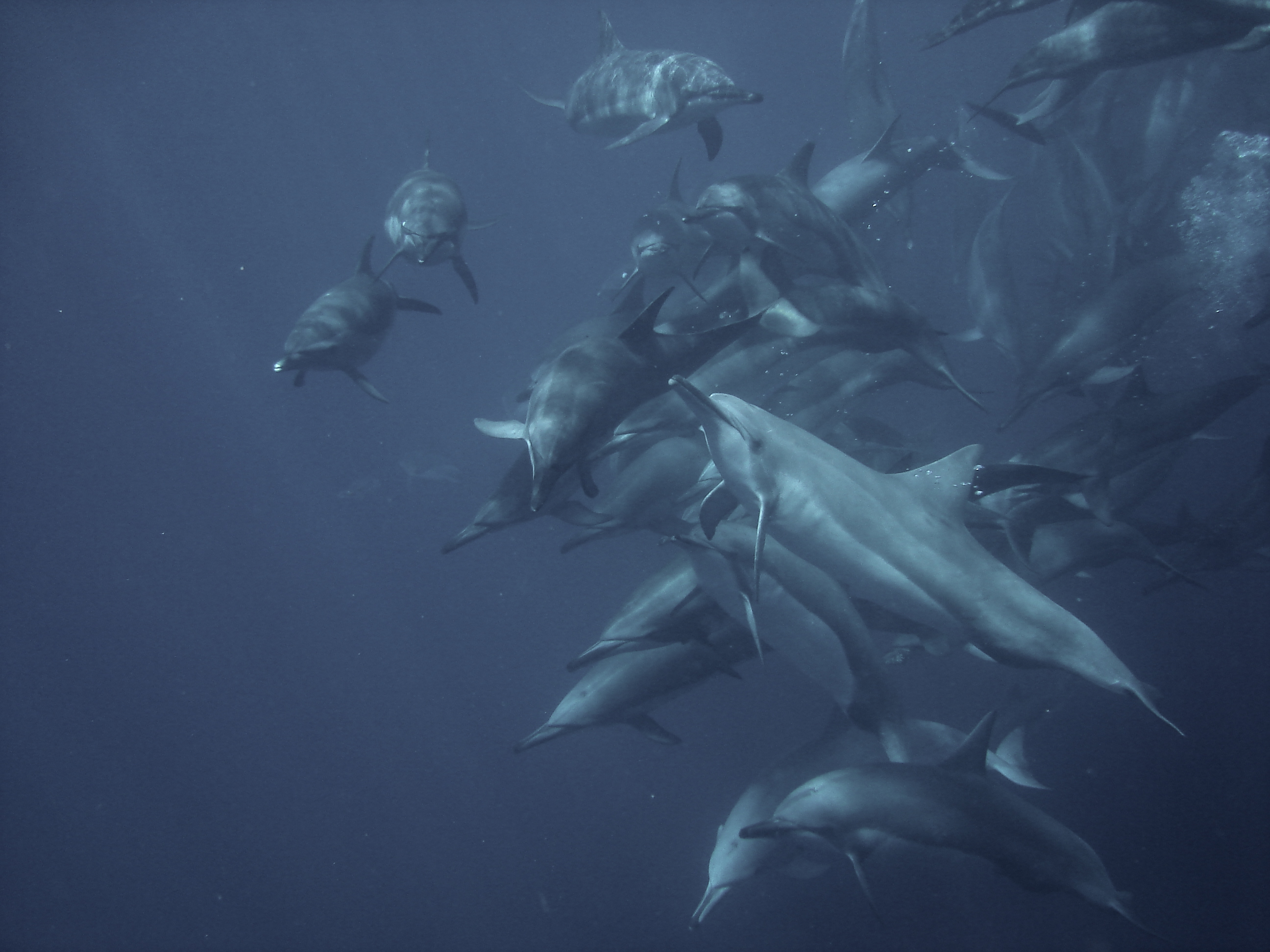 Cromatophoro Cromatophoro