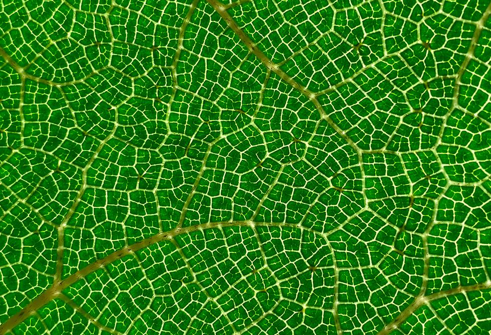 Geoffrey Andrés Monroy