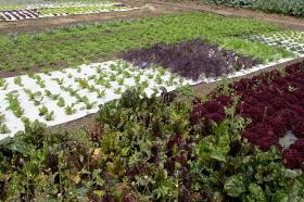 Huerta del Centro de Bio-Sistemas Alberto Lozano Simonelli.