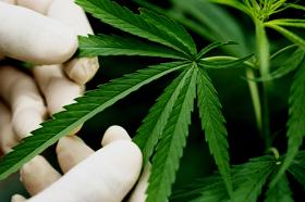 El diplomado en cannabis medicinal le permite al estudiante tener una mirada integral del tema.